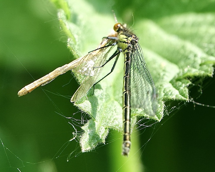 red-eyed damselfly